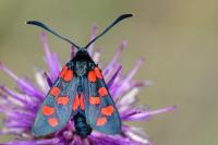 Zygaena transalpina