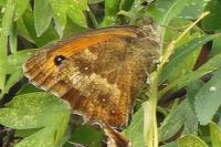 Pyronia tithonus