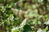 Polygonia c-album