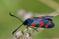Zygaena filipendulae