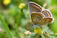 Polyommatus icarus