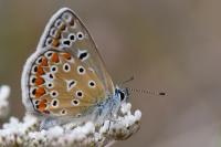 Polyommatus icarus