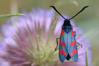 Zygaena filipendulae