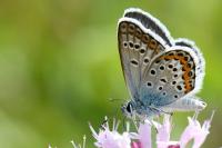 Plebejus argus