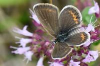 Plebejus argus