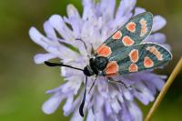 Zygaena carniolica