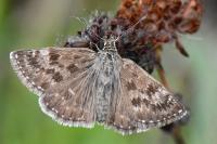 Erynnis tages