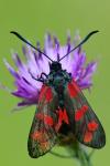 Zygaena filipendulae