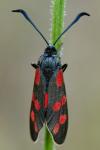 Zygaena filipendulae