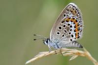 Plebejus argus
