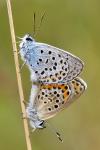 Plebejus argus