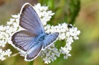 Plebejus argus