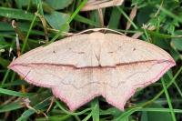 Timandra comae