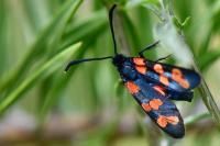 Zygaena transalpina