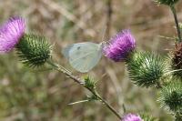 Pieris brassicae