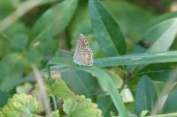 Aricia agestis