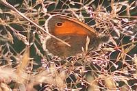 Coenonympha pamphilus