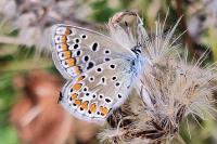 Polyommatus icarus