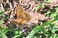 Argynnis paphia