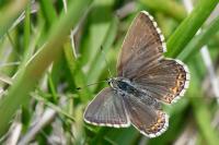 Lysandra bellargus