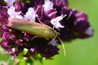 Oncocera semirubella
