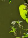 Leptidea sinapis