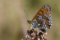 Melitaea cinxia
