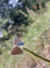 Polyommatus icarus
