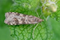 Nomophila noctuella