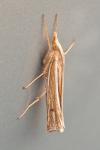 Ancylolomia tentaculella