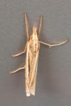 Ancylolomia tentaculella