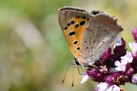 Lycaena phlaeas