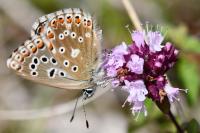 Lysandra bellargus