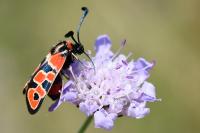 Zygaena fausta