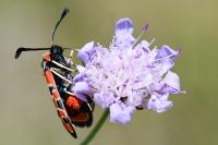 Zygaena fausta