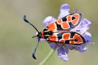 Zygaena fausta