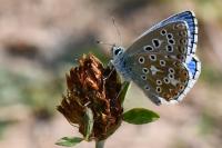 Lysandra bellargus
