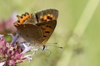 Lycaena phlaeas