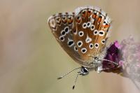 Lysandra bellargus