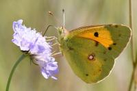 Colias crocea