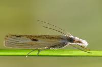 Agriphila inquinatella