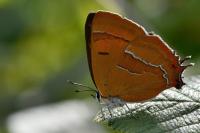 Thecla betulae