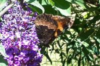 Aglais urticae