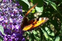 Aglais urticae
