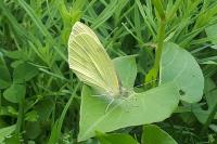 Pieris rapae