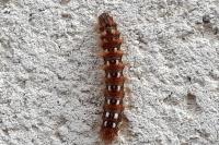 Acronicta rumicis