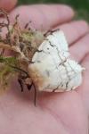 Lymantria dispar
