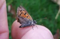 Lycaena phlaeas