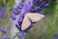 Idaea ochrata