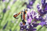 Pyropteron chrysidiforme